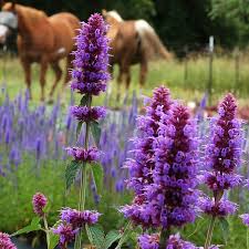 Blue Boa Hummingbird Mint Seeds