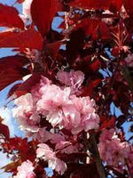 Pink Fraseri Serrulata Plant Seeds for Planting NON GMO Seeds Dhara Seeds