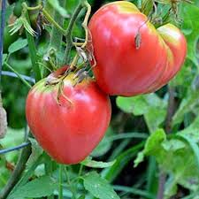 Tomato Seeds - Oxheart