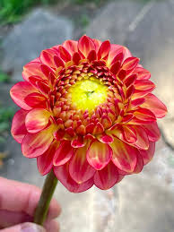 Dahlia Seeds (Ball & Decorative) - Old Rose Mix