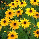 Yellow Mini Sunflower Seeds for Planting – Compact Bright Blooms, Ideal for Pots & Borders for planting in home garden
