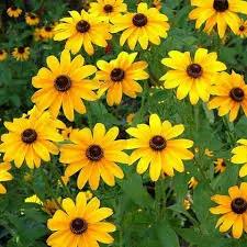 Yellow Mini Sunflower Seeds for Planting – Compact Bright Blooms, Ideal for Pots & Borders for planting in home garden