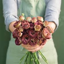 Lisianthus Seeds - Rosanne Mix