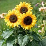 Yellow Mini Sunflower Seeds for Planting – Compact Bright Blooms, Ideal for Pots & Borders Dhara Seeds