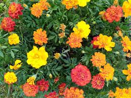 Outback Mix Marigold Seeds