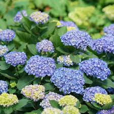 Hydrangea Rhythmic Blue Bigleaf Hydrangea