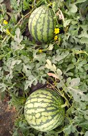 Watermelon Seeds - Yellow Petite