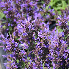 Agastache Sunrise Sky Blue Seeds