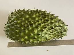 Army Green Graviola Soursop Fruit Seeds for Planting - Grow Soursop with a Unique Appearance, Heirloom Seeds