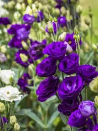 Blue Lisianthus Flower Seeds for Planting - Heirloom, NON-GMO, Easy to Grow Garden Blooms