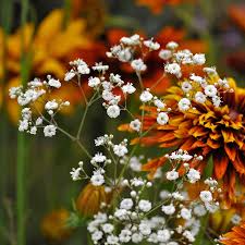 Perennial Babys Breath Seeds