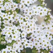 Heliotrope White Seeds