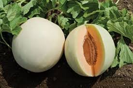 Melon Seeds - Honeydew Orange