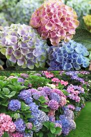 Everlasting Revolution Hydrangea