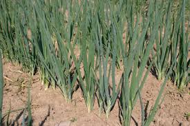 Onion Seeds - Parade Bunching