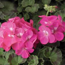 Deep Rose Hybrid Geranium Seeds