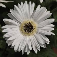 Bright White Dark Eye Gerbera Seeds