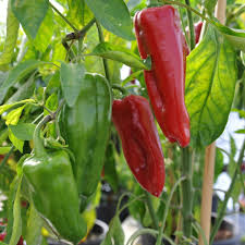 Sweet Pepper Seeds - Marconi Red