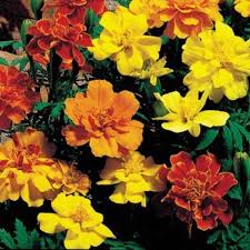 Safari Mix Marigold Seeds