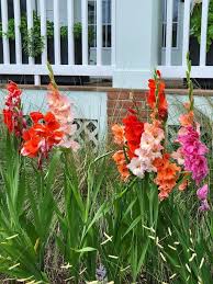 Gladiolus Flower Seeds - Butterfly Mix