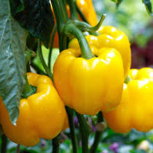 Sweet Pepper Seeds - Golden Cal Wonder