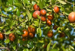 Sugar cane jujube fruit seeds for home planting