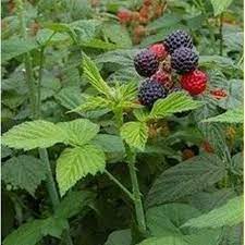 Lampone Rubus idaeus berry seeds
