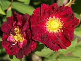 Red Rugrose Rose Plant Seeds for Garden Heirloom Non-GMO Seeds for Planting and Growing for planting in home garden
