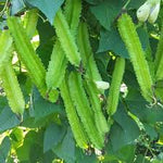 Winged Bean Psophocarpus seeds for garden planting