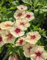 Phlox cherry caramel Flower Seeds for Planting - Organic, Heirloom & Non-GMO Garden Seeds seeds for planting in home garden