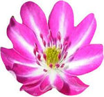 Pink White Nolilis Seeds for Planting, NON GMO Seeds seeds for planting in home garden