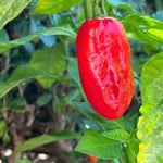Zavory Pepper Capsicum annuum seeds for garden planting