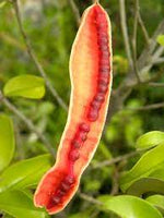 Jamaican caper Capparis cynophallophora seeds