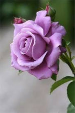 Lavender Rose Flower Seeds for Planting Non-GMO Heirloom Garden Seeds for Growing for planting in your garden.