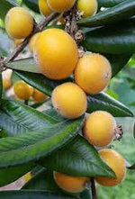 Yellow jabuticaba Plinia aureana fruit seeds