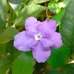 Purple Brunfelsia Pauciflora Flower Seeds for Planting – Heirloom, Non-GMO, Rare Blooms for planting in home garden
