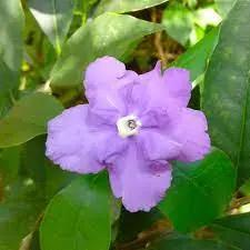 Purple Brunfelsia Pauciflora Flower Seeds for Planting – Heirloom, Non-GMO, Rare Blooms for planting in home garden