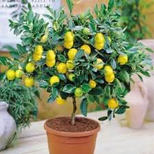 Bonsai Lemon Citrus limon seeds for planting in indoor garden