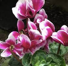 Pink & White Cyclamen Flower Seeds for Planting, 100 pcs for planting in your garden.