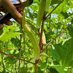 Cow Horn Okra Abelmoschus esculentus seeds for vegetable patch planting
