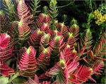 Red Pagoda Plant Seeds for Planting - NON GMO Seeds for planting in home garden