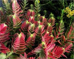 Red Pagoda Plant Seeds for Planting - NON GMO Seeds for planting in home garden