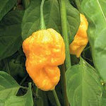 Trinidad Yellow Pepper Capsicum chinense seeds for vegetable gardens