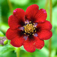 Potentilla Atrosanguinea - Red Flower Seeds for Planting - 100 seeds for planting in home garden