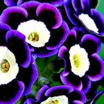 Blue Phantom Petunia Flower Seeds for Planting - Heirloom, NON-GMO, Easy-to-Grow Garden Blooms for planting in home garden