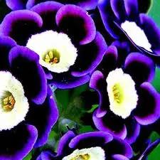 Blue Phantom Petunia Flower Seeds for Planting - Heirloom, NON-GMO, Easy-to-Grow Garden Blooms for planting in home garden