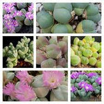 Mixed Gibbaeum Plant Seeds for Planting - 100 seeds for planting in home garden