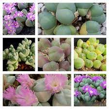 Mixed Gibbaeum Plant Seeds for Planting - 100 seeds for planting in home garden