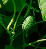 Cucamelon Melothria scabra seeds for garden planting