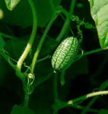 Cucamelon Melothria scabra seeds for garden planting